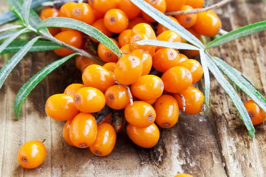 Sea buckthorn