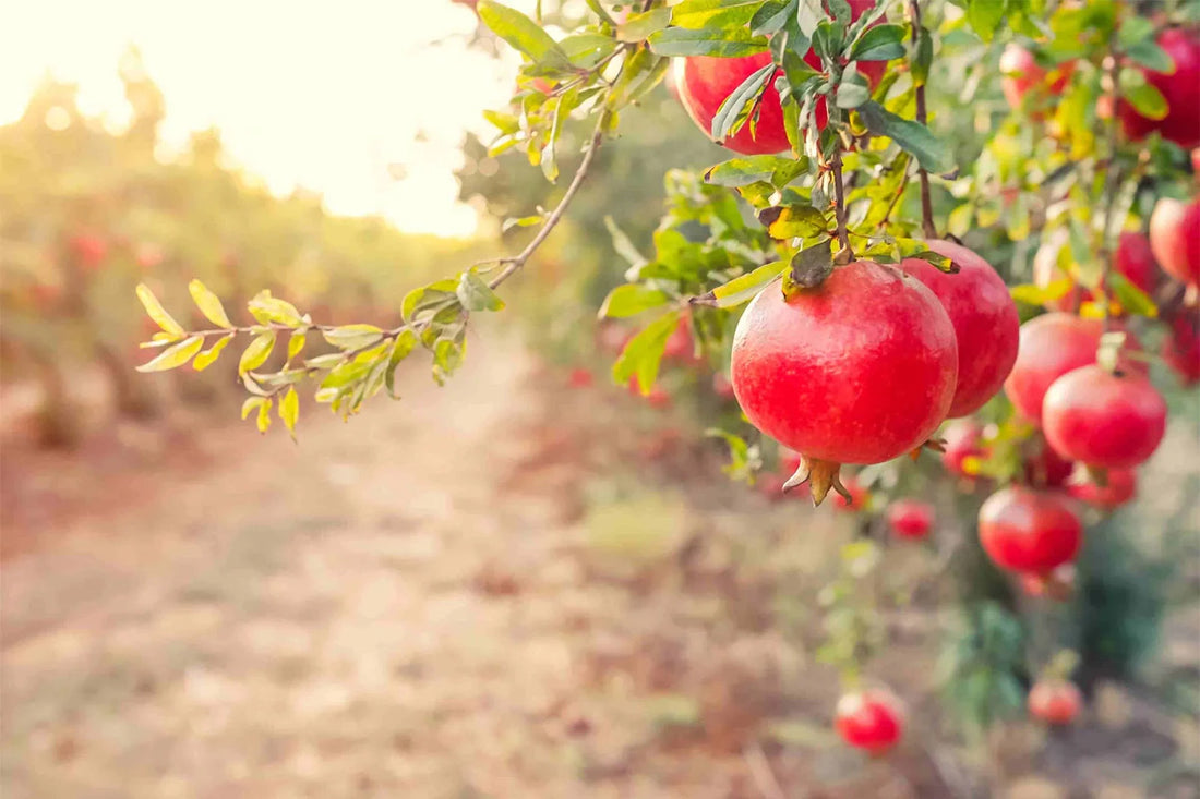 Pomegranate